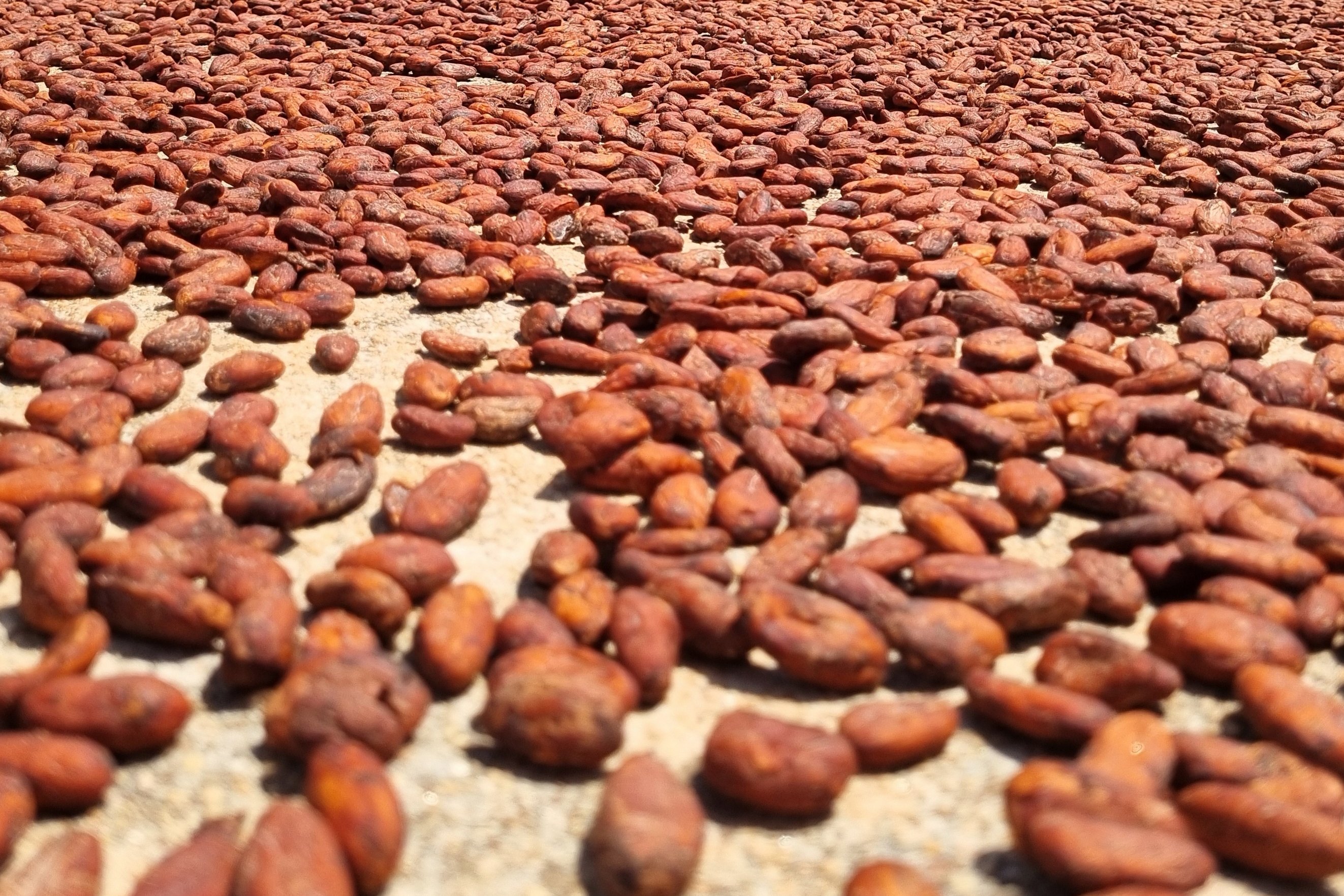 Cérémonie Nocturne du Cacao